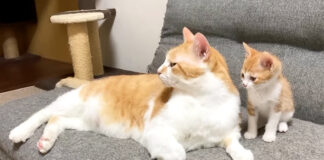 先住猫が大好きな子猫