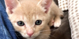 甘える子猫