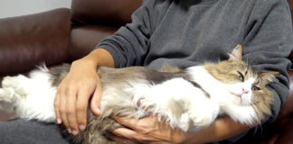 撫でられる猫