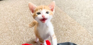 甘える子猫