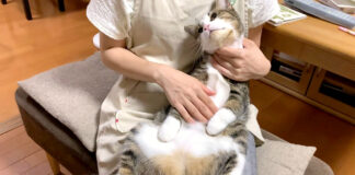 膝の上でとろける猫