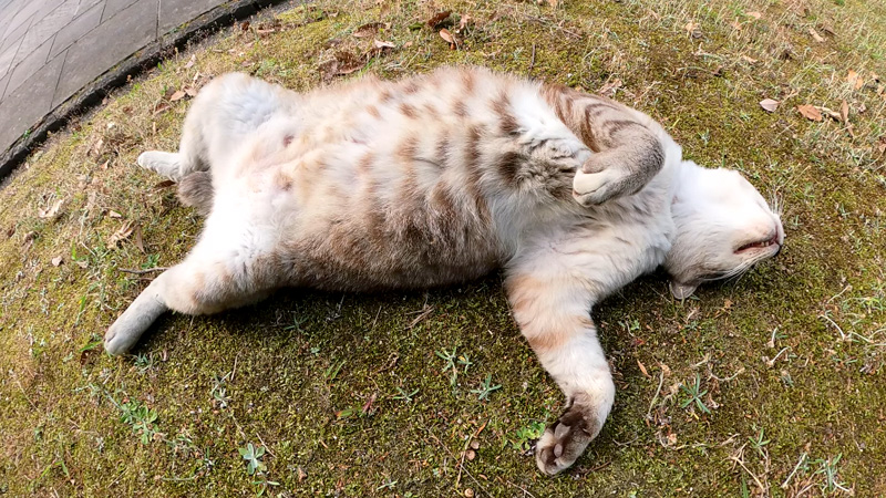 爆睡する猫