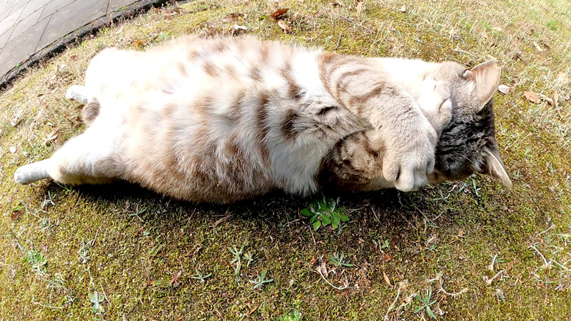 顔を隠す猫
