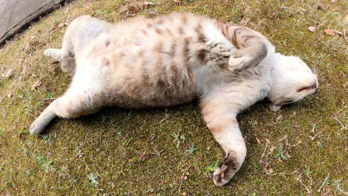 爆睡する猫