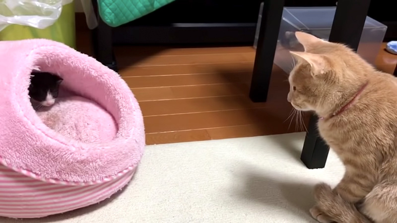 子猫が気になる猫