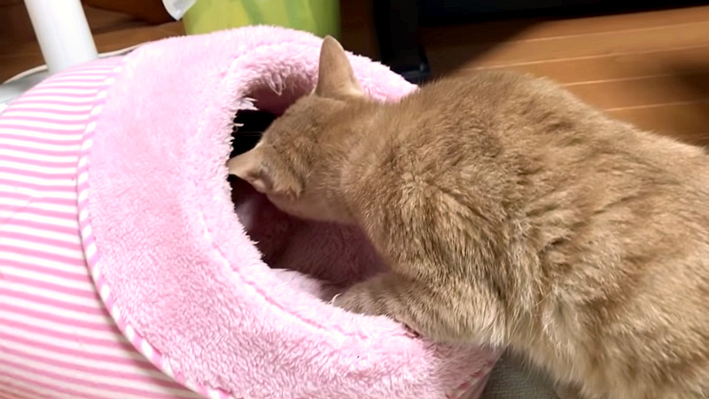 ベッドに入ろうとする猫