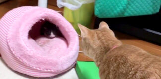 子猫を見守る猫