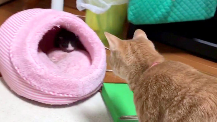 子猫を見守る猫