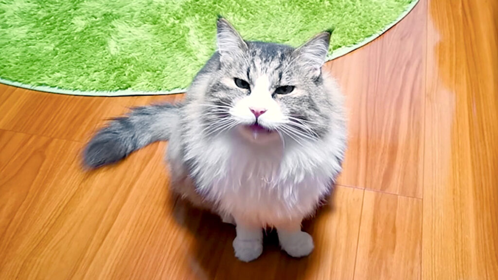 boss_neko_title02-1024x576.jpg