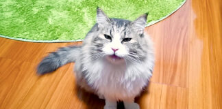 鳴く猫