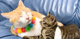 子猫を抱きしめる先住猫