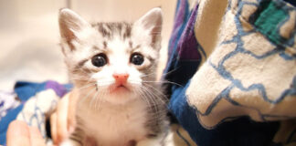 抱っこされる子猫