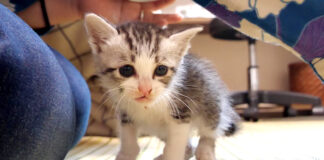初めて離乳食を食べた子猫