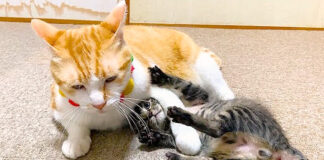取り押さえられた子猫