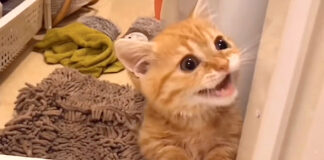 飼い主さんに話しかける子猫