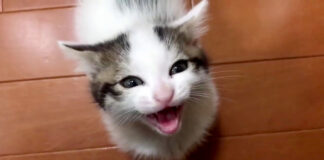 ご飯をおねだりする子猫