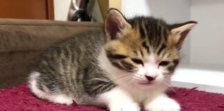 眠たい子猫