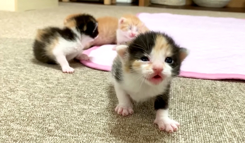 よちよち歩きの子猫達