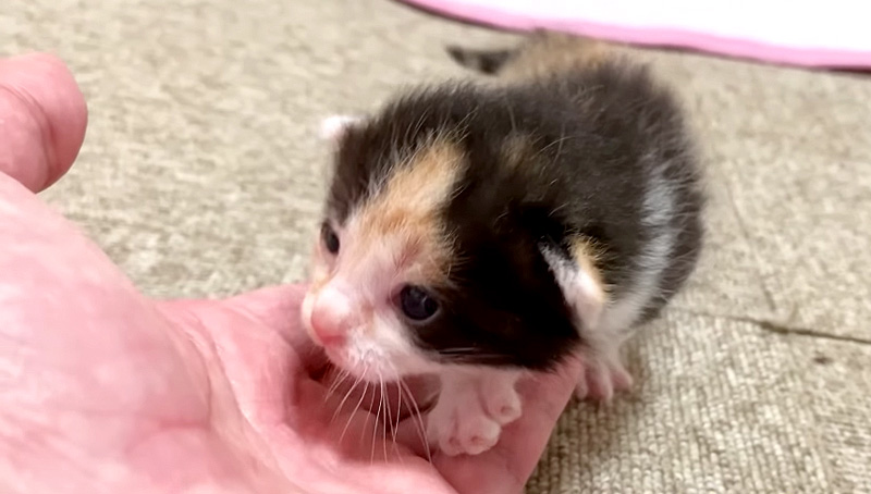 手に乗る子猫