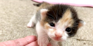 手に乗る子猫