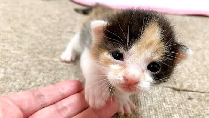 手に乗る子猫