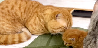 初接触した父猫と子猫