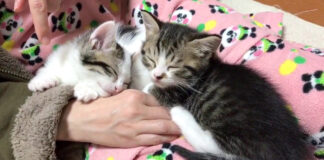 膝の上で眠る子猫達