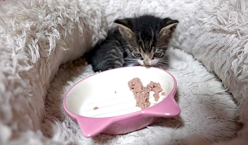 保護された子猫