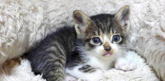 保護された子猫