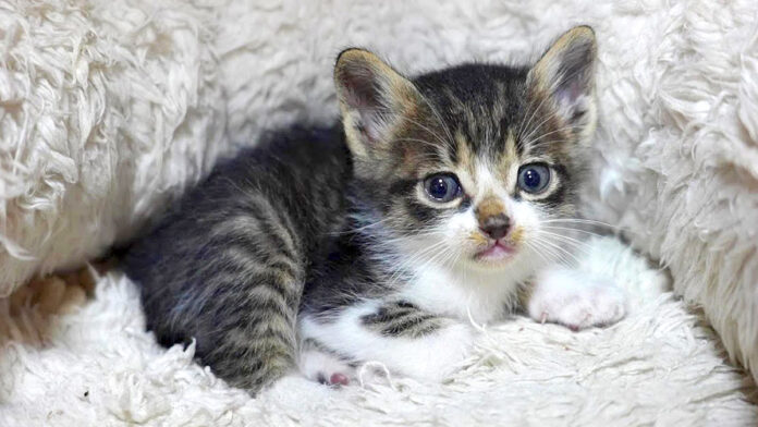 保護された子猫