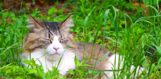 茂みの中の猫