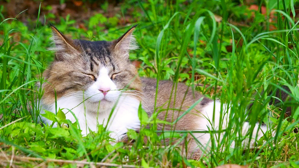 茂みの中の猫