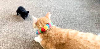 駆け寄ってくる子猫