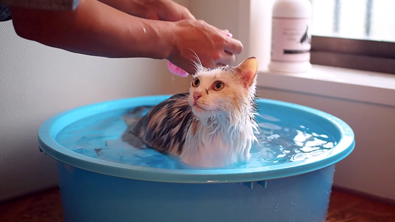 お風呂に入る猫