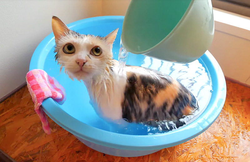 かけ湯される猫