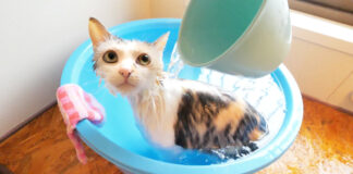 かけ湯される猫