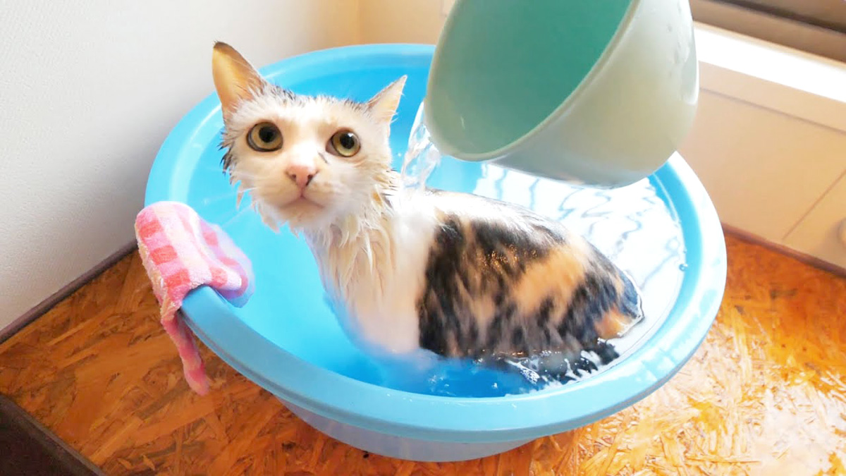 かけ湯される猫