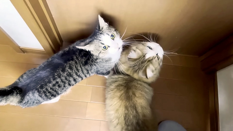 かまって欲しい猫達
