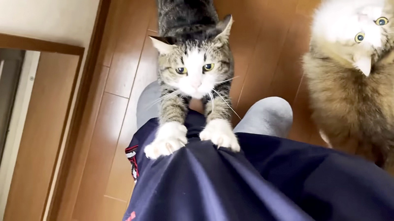 かまって欲しい猫達