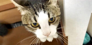 かまって欲しい猫