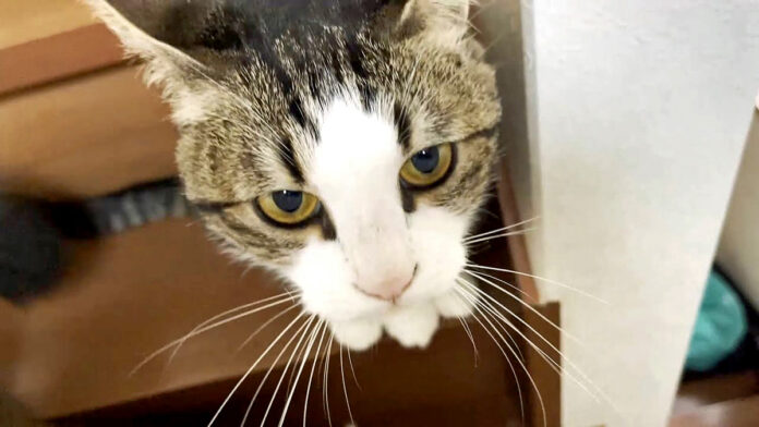 かまって欲しい猫