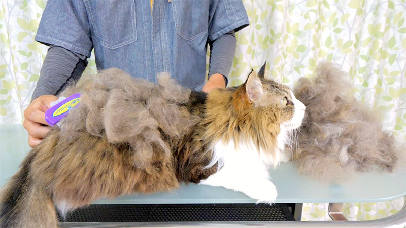 ブラッシング猫