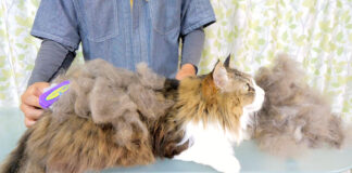 ブラッシング猫