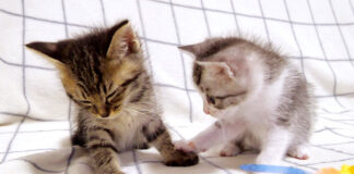兄弟と仲直りしたい子猫