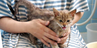 粉まみれの子猫