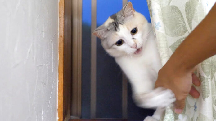 猫パンチ