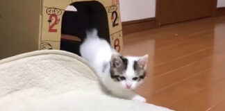 向かってきた子猫