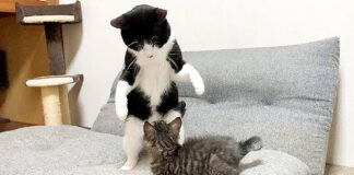先住猫を追いかける子猫