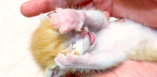 目薬をさす子猫