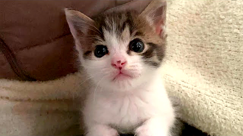 成長した子猫